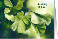 Thinking of You Sunlit Green Ginkgo Leaves Custom Blank Inside card