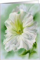 Any Occasion White Petunia Flower Pastel Art Blank card