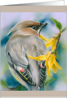 Any Occasion Cedar Waxwing Bird with Forsythia Flowers Blank card