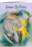 Happy Birthday Cedar Waxwing Bird with Forsythia Flowers card