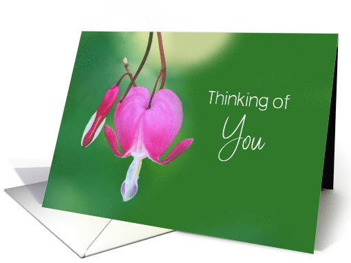 Thinking of You Pink Bleeding Heart Flower Macro Photography card