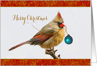 Female Cardinal Bird Perched In Tree Merry Christmas card