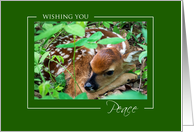 Baby Deer Wishing You Peace Christmas card