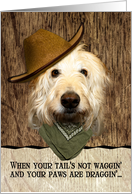 Funny Labradoodle In Cowboy Hat Bandana Get Well Beer Humor card