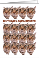 Birthdays Are Like Cats You Can Never Have Too Many card