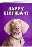 Happy Birthday Weimaraner Dog card