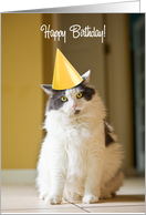 Humorous Cat Happy Birthday, Where’s the Cake? card
