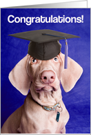 Congratulations Graduate Weimarner Dog in Grad Cap For Anyone card