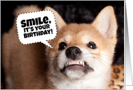 Happy Birthday Smiling Shiba Inu Puppy Dog Humor card