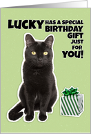 Lucky the Cat Happy Birthday Humor card