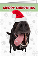 Merry Christmas Funny Dog Catching Snowflakes in Santa Hat Humor card