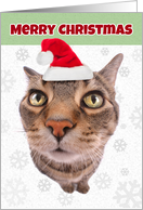 Merry Christmas Funny Cat in Santa Hat Humor card