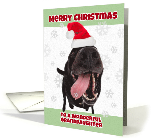 Merry Christmas Granddaughter Funny Dog in Santa Hat Humor card