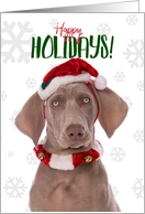 Happy Holidays For Anyone Weimaraner Dog in Santa Hat Humor card