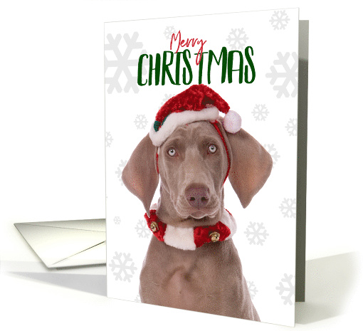 Merry Christmas For Anyone Weimarner Dog in Santa Hat Humor card