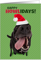 Happy Holidays For Anyone Funny Dog in Santa Hat Humor card