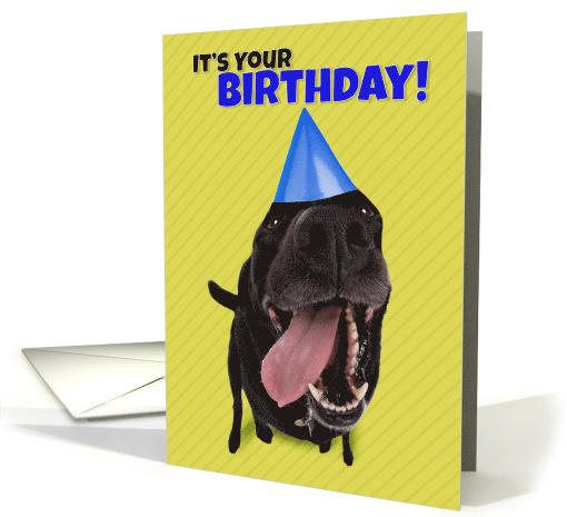 Happy Birthday Funny Dog in Party Hat Humor card (1543032)