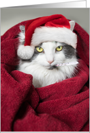 Get Well Soon and Merry Christmas Funny Cat Humor card