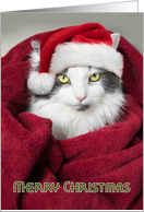 Merry Christmas Funny in Blanket Cat Humor card