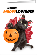 Happy Halloween For Anyone Funny Cat in Costume Humor card