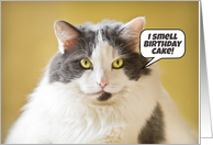 Happy Birthday I Smell Birthday Cake Fat Cat Humor card
