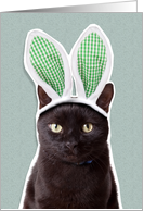 Happy Easter For Anyone Funny Cat in Bunny Ears Humor card