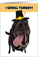Happy Thaksgiving For Anyone Silly Dog Smelling Turkey Humor card