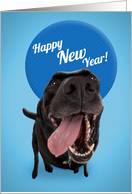 Happy New Year For Anyone Cute Black Lab Dog Humor card
