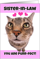 Happy Valentine’s Day Sister-in-Law Cute Kitty Cat card