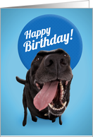 Happy Birthday For Anyone Funny Dog With Tongue Out card
