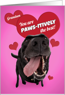 Happy Valentine’s Day Grandson Funny Dog Humor card