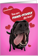 Happy Valentine’s Day Granddaughter Funny Dog Humor card