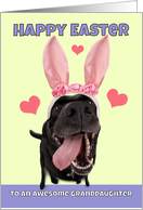 Happy Easter Granddaughter Dog in Bunny Ears Humor card