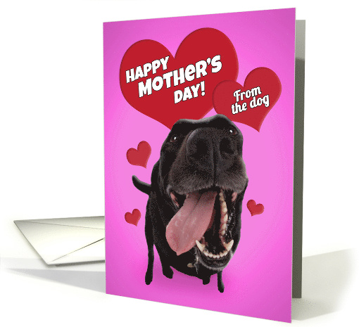 Happy Mother's Day From the Dog Cute Black Lab with Hearts Humor card
