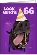 Happy 66th Birthday Funny Dog in Party Hat Humor card