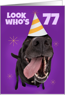 Happy 77th Birthday Funny Dog in Party Hat Humor card