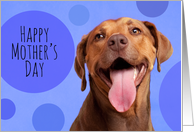 Happy Mother’s Day Smiling Dog Humor card