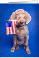 Happy Fourth of July Patriotic Puppy Humor card