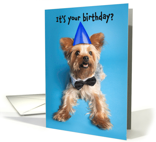 Happy Birthday For Anyone Yorkshire Terrier Humor card (1574184)