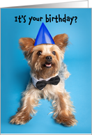 Happy Birthday For Anyone Yorkshire Terrier Humor card