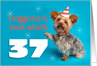 Happy 37th Birthday Yorkie in a Party Hat Humor card
