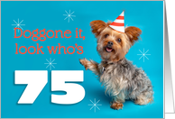 Happy 75th Birthday Yorkie in a Party Hat Humor card