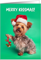 Merry Christmas Cute Yorkie With Mistletoe Humor card