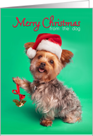 Merry Christmas From the Dog Yorkie in Santa Hat Humor card