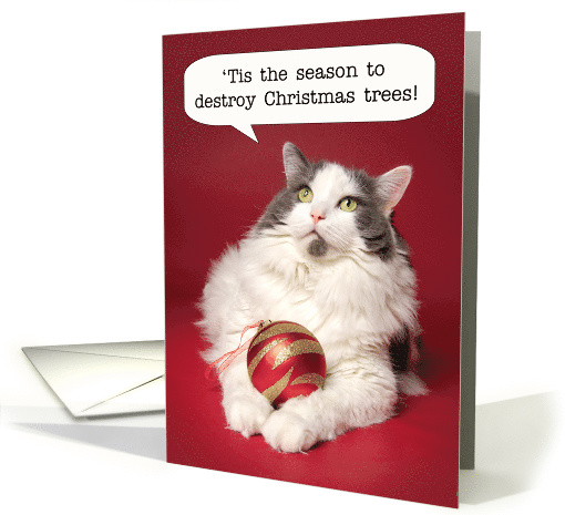 Merry Christmas For Anyone Cat With Christmas Ornament Humor card