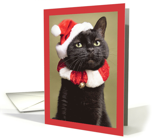 Merry Christmas For Anyone Funny Portrait of Cat in Santa Hat card