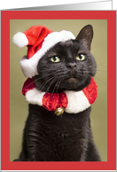 Merry Christmas For Anyone Funny Portrait of Cat in Santa Hat card