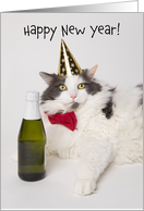 Happy New Year For Anyone Funny Cat In Party Hat With Champagne card