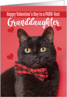 Happy Valentine’s Day Granddaughter Cute Cat in Bow Tie Humor card