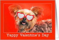 Happy Valentine’s Day For Anyone Yorkie Dog in Sunglasses Humor card